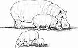 Hippo Coloring Pages Animals Hippopotamus sketch template