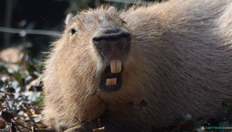 Capybara Teeth: Size, Count & Facts Explained