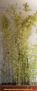 Plantas para hombres: Phyllostachys aurea, bambú