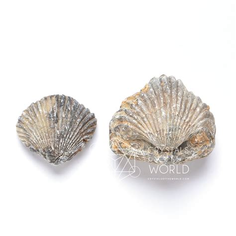 Brachiopod Fossils - Crystals of the World