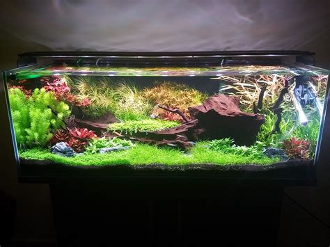 imgur.com | Planted aquarium, Aquarium landscape, Aquascape