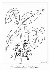 Free Printable Poison Ivy Coloring Pages sketch template