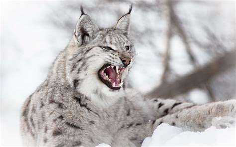 Gray wild cat, animals, lynx, nature, snow HD wallpaper | Wallpaper Flare