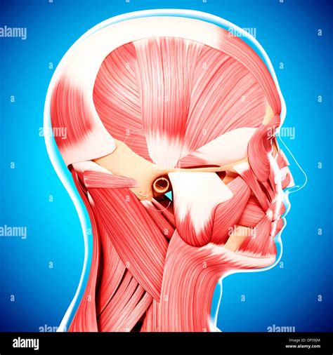 Occipitofrontalis muscle hi-res stock photography and images - Alamy