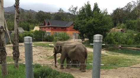 Petition · Shut Down the Elephant Exhibit at the Los Angeles Zoo and Release the Elephants to ...