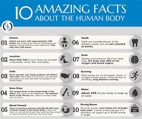 Whizolosophy | Facts About the Body