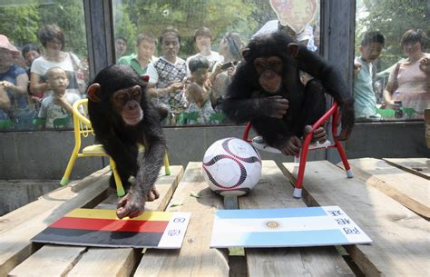 Chimpanzee Intelligence: Man’s Closest Relative Outwits Humans In ‘Game Theory’ Test | IBTimes