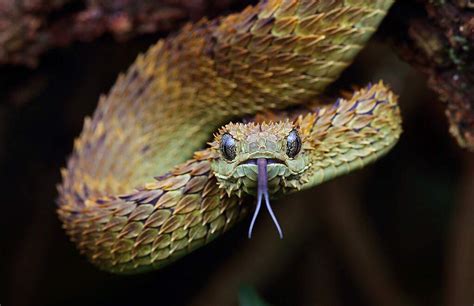 Reptile Education 🇪🇪🇪🇺🇬🇧 on Instagram: “(Atheris hispida)is found in the rain forests of Central ...