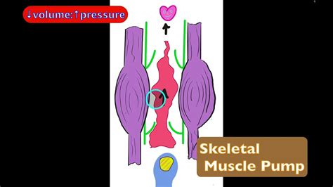 Skeletal Muscle & Respiratory Pumps - YouTube