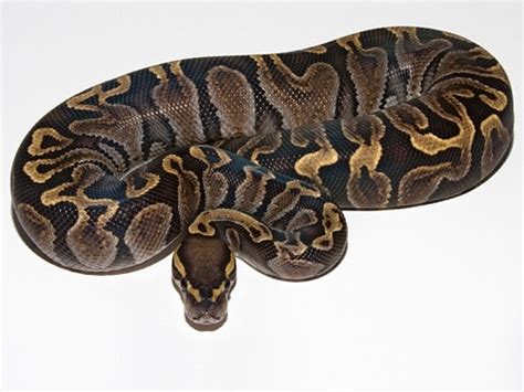 Ball Python Morphs Guide