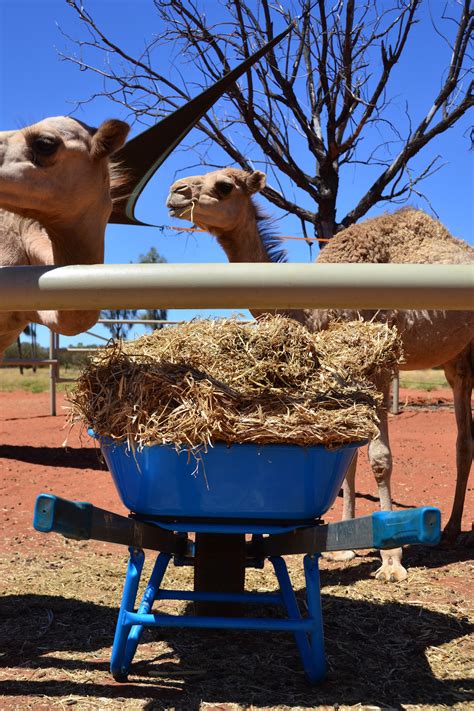 Uluru Camel Tours in Australia’s Northern Territory