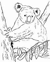 Printable Koala Coloring Pages sketch template
