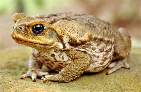 [Animals] Cane Toad - Animals - CSBD Community