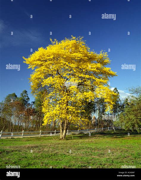 Tabebuia guayacan fotografías e imágenes de alta resolución - Alamy