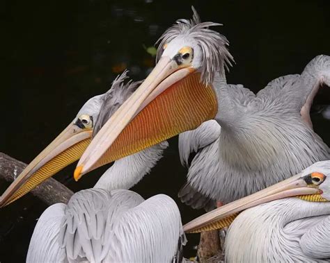 Pink-backed pelican - Facts, Diet, Habitat & Pictures on Animalia.bio