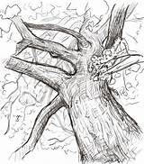 Tree Bark Coloring Pages sketch template