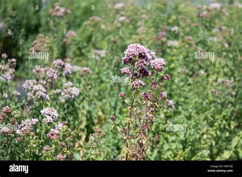 oregano flowers in a field (origanum vulgare Stock Photo - Alamy