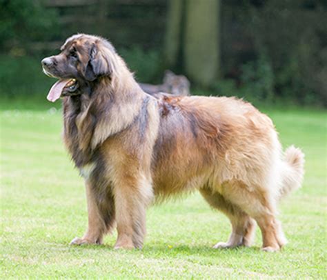 Leonberger Size