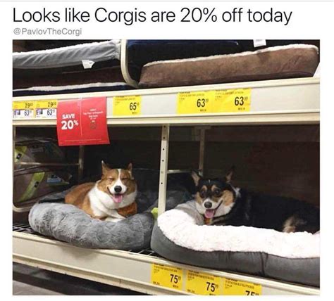 29 Hilarious Corgi Memes For The Corgi Lover In All Of Us | Cuteness