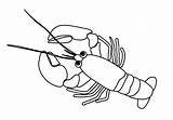 Lobster coloring Page  Coloring sketch template