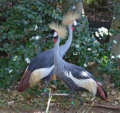 grey crowned crane - Bing images