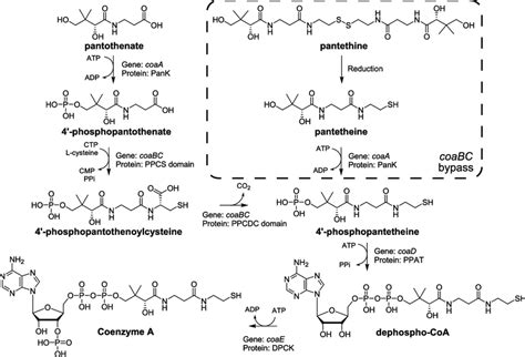 The CoA biosynthetic pathway. | Download Scientific Diagram