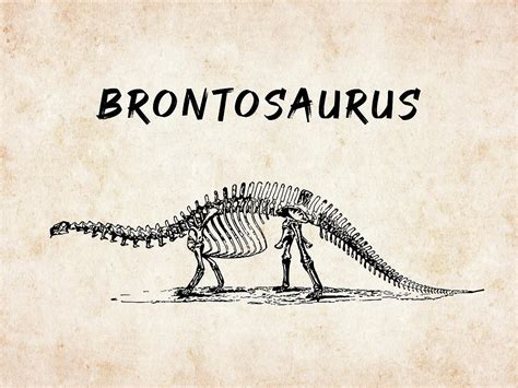 Brontosaurus skeleton Digital Art by Mihaela Pater