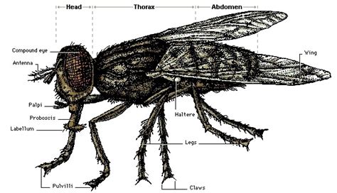 Anatomy of a Fly - Flies