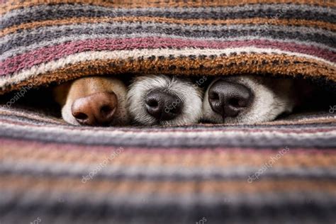 Dogs under blanket together — Stock Photo © damedeeso #177737724