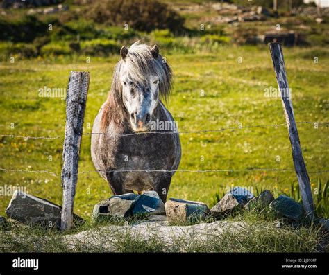 Connemara Pony near Ballyconneely, Connemara, County Galway, Ireland ...