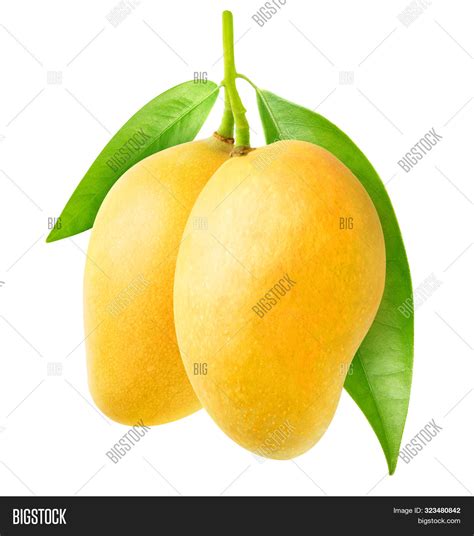 Isolated Mango. Two Image & Photo (Free Trial) | Bigstock