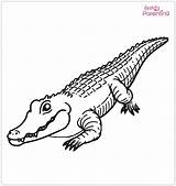 25 Alligator Coloring Pages – Free Printable Sheets And Images For  sketch template