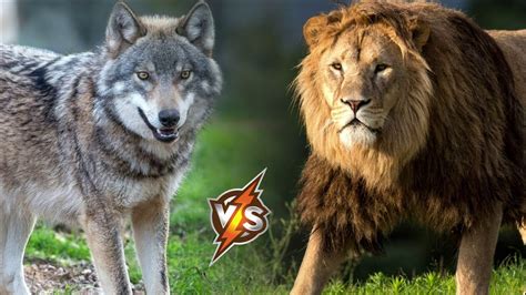 Lion Vs Wolf Fight