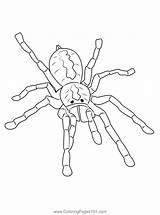 Tarantula Spider Coloring Page For Kids  Free Spiders Printable sketch template