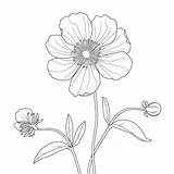 Buttercup coloring Pages  Coloring Corner sketch template