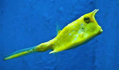 The Longhorn Cowfish | Critter Science