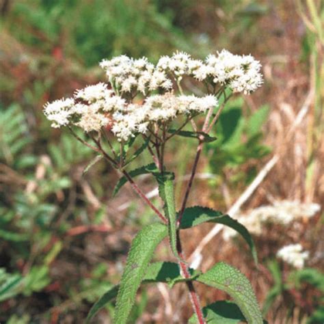 Picture of Boneset - Plant | Plants, Garden, Seeds