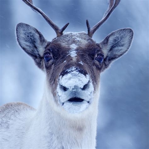 Caribou Wildlife