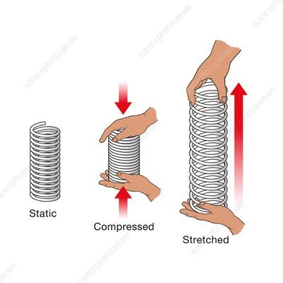 What Is Elastic Energy Definition Examples Formulas Eschool - Riset