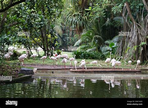 Jurong BIrd Park, Singapore Stock Photo - Alamy