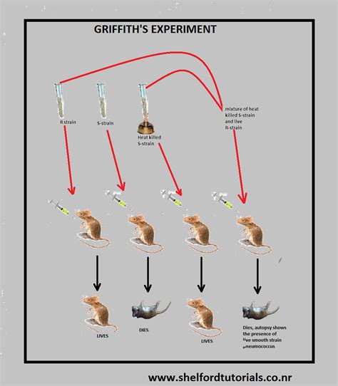 Shelford Tutorials: Griffith and Avery’s experiment for the evidence that DNA is the genetic ...
