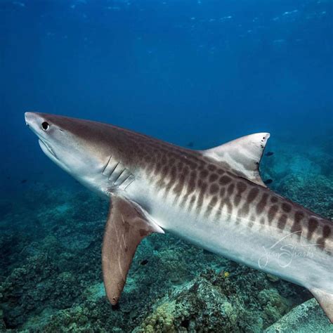 Decline in tiger shark population defies expectations – Griffith News