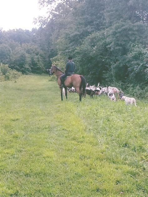 ‘Where Do You Keep a Gun on that Saddle?’ My First Fox Hunting Experience | HORSE NATION