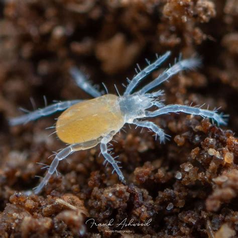 Soil Mites: Types, Identification, and What to Do About Them