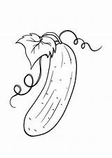 Cucumber Coloring Page Free Printable Pages  Vrogueco sketch template