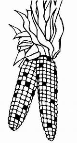 Corn On The Cob Coloring Sheet Sketch Page sketch template