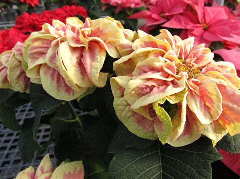 New Poinsettia Varieties Make Your Holidays Bright | What Grows There ...