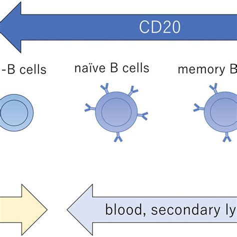 Expression of CD20 on B-lineage cells. Among the developmental stages... | Download Scientific ...