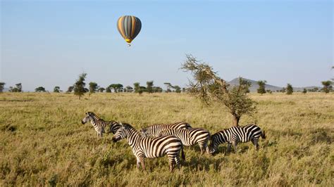 Wildlife | Hot Air Balloon Safari - Miracle Experience