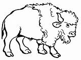 Water Buffalo Coloring Page At GetColoringscom  Free Printable sketch template
